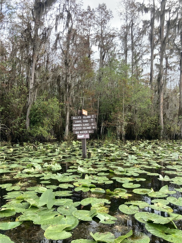 [Turn left for Floyds Island --Gretchen Quarterman, up the Middle Fork Suwannee River, 2024:11:10 10:47:32, 30.8348500, -82.3431028]