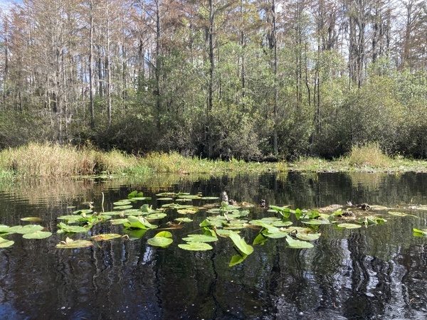 [Probably a gator in Minnies Lake --Gretchen Quarterman, 2024:11:10 12:28:05, 30.8622167, -82.3228306]