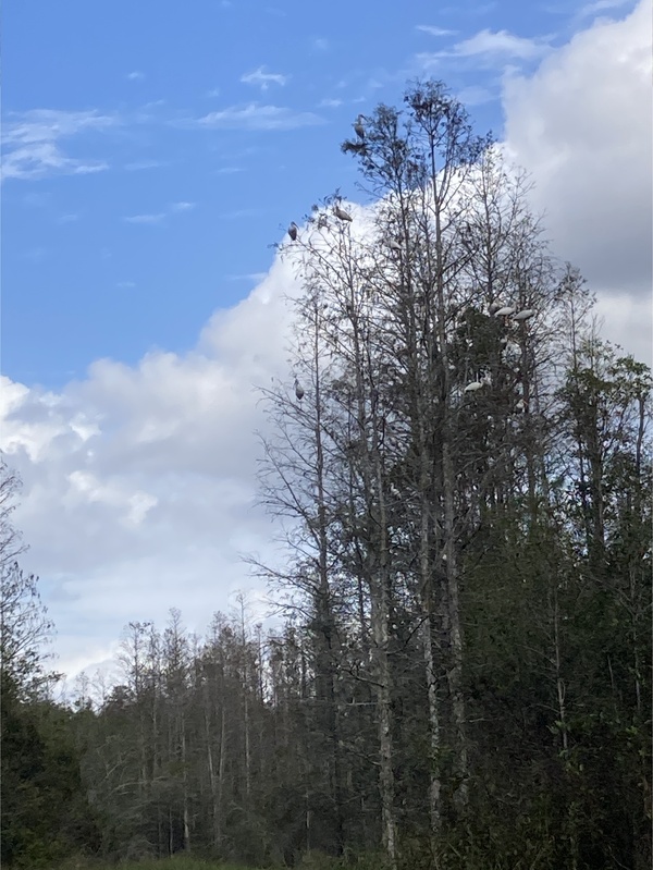 [Flock of wood storks in treetops --Gretchen Quarterman, 2024:11:10 13:17:02, 30.8755389, -82.3025361]