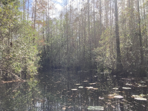 Dappled waterway --Gretchen Quarterman, 2024:11:10 13:17:42, 30.8753444, -82.3024611