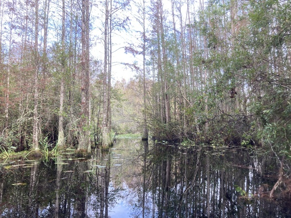 [Middle Fork Suwannee River from the trail to Floyds Island --Gretchen Quarterman, 2024:11:11 09:52:52, 30.8752417, -82.3024139]