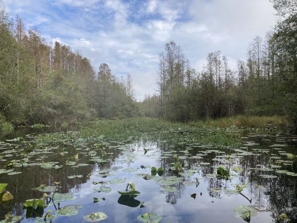 Upstream towards Big Water --Gretchen Quarterman, 2024:11:11 09:53:39, 30.8754944, -82.3025528