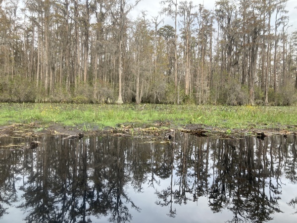 Standing limpkin --Gretchen Quarterman, 2024:11:11 10:28:35, 30.8642778, -82.3196194