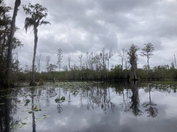 [Back to the Suwannee River --Gretchen Quarterman, 2024:11:11 11:27:56, 30.8351111, -82.3431472]