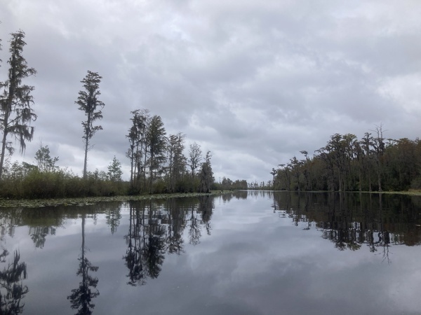 Suwannee River --Gretchen Quarterman, 2024:11:11 11:34:54, 30.8348944, -82.3483972