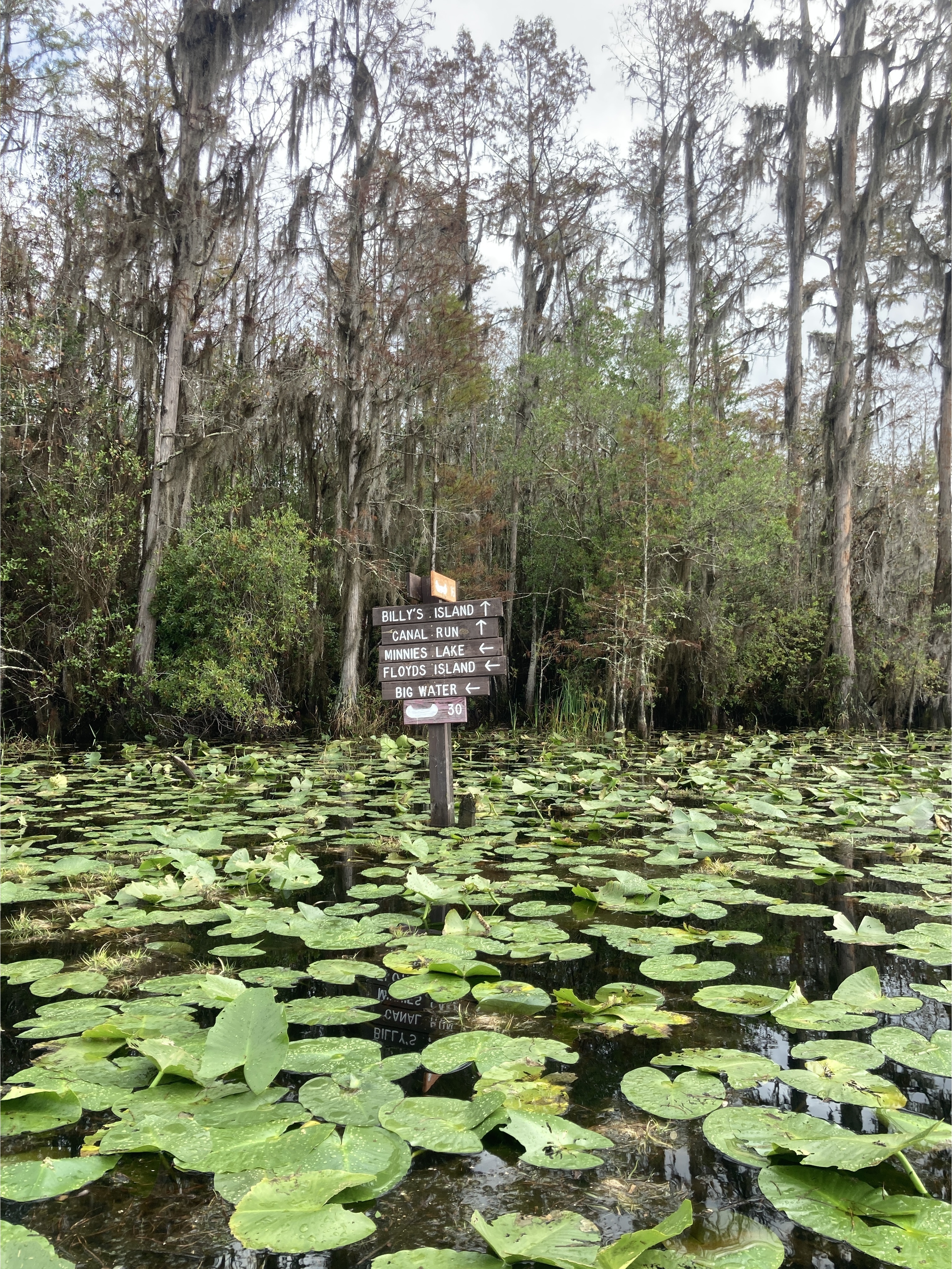 Turn left for Floyds Island --Gretchen Quarterman, up the Middle Fork Suwannee River, 2024:11:10 10:47:32, 30.8348500, -82.3431028