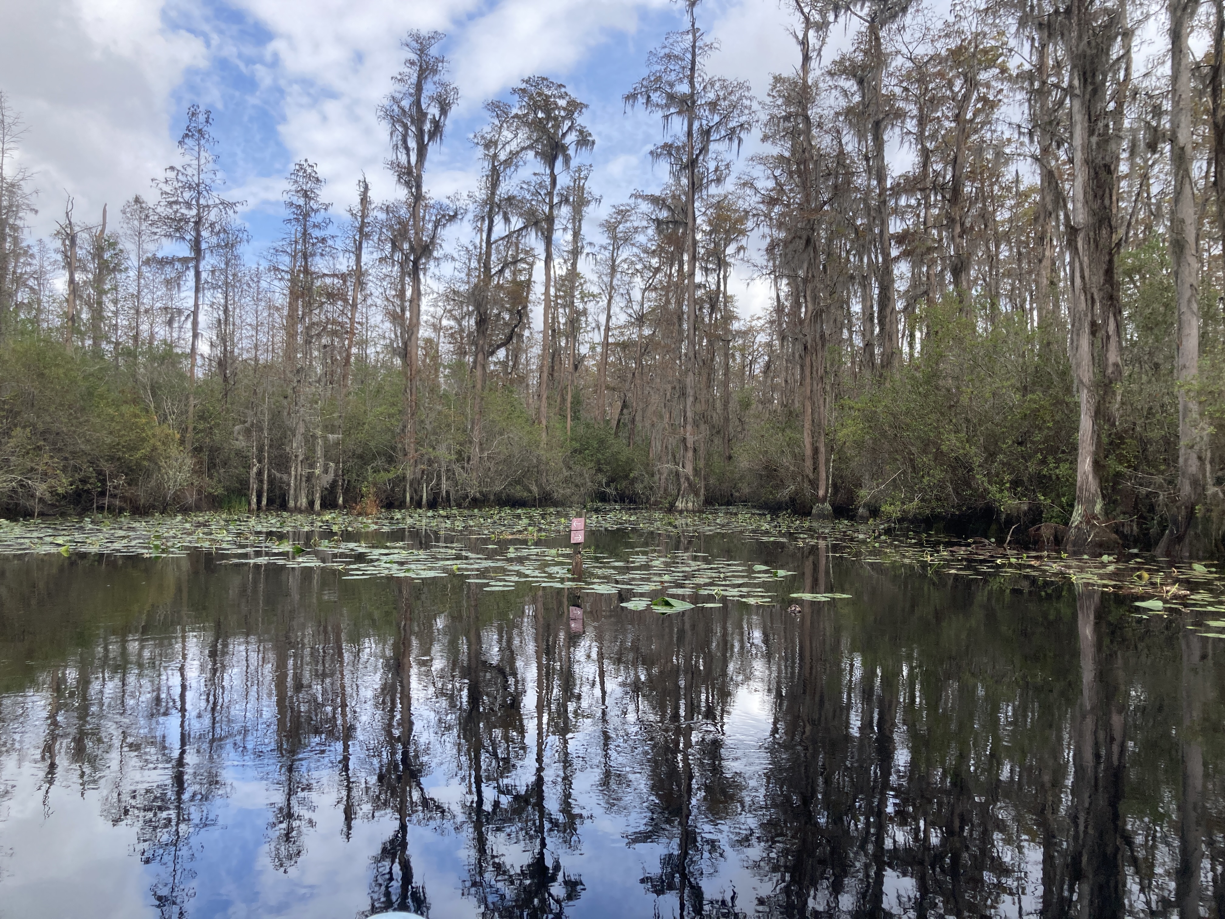 Trail marker; do not go into that slough --Gretchen Quarterman, 2024:11:10 10:49:58, 30.8359694, -82.3431028