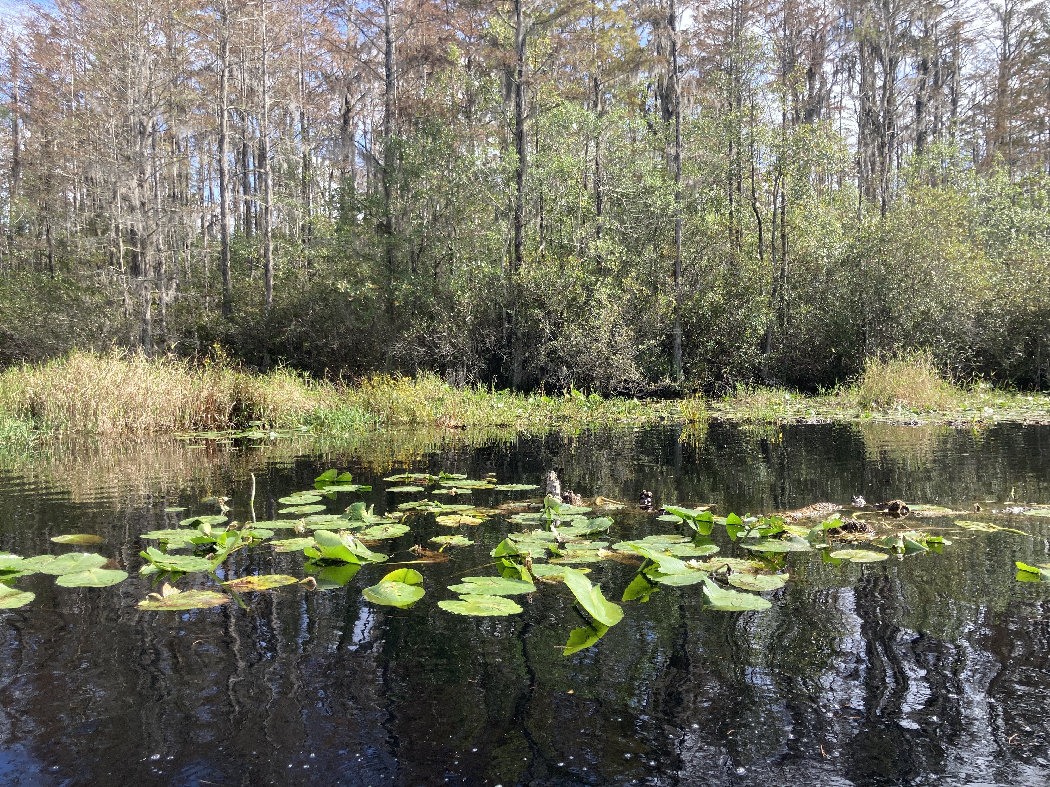 Probably a gator in Minnies Lake --Gretchen Quarterman, 2024:11:10 12:28:05, 30.8622167, -82.3228306