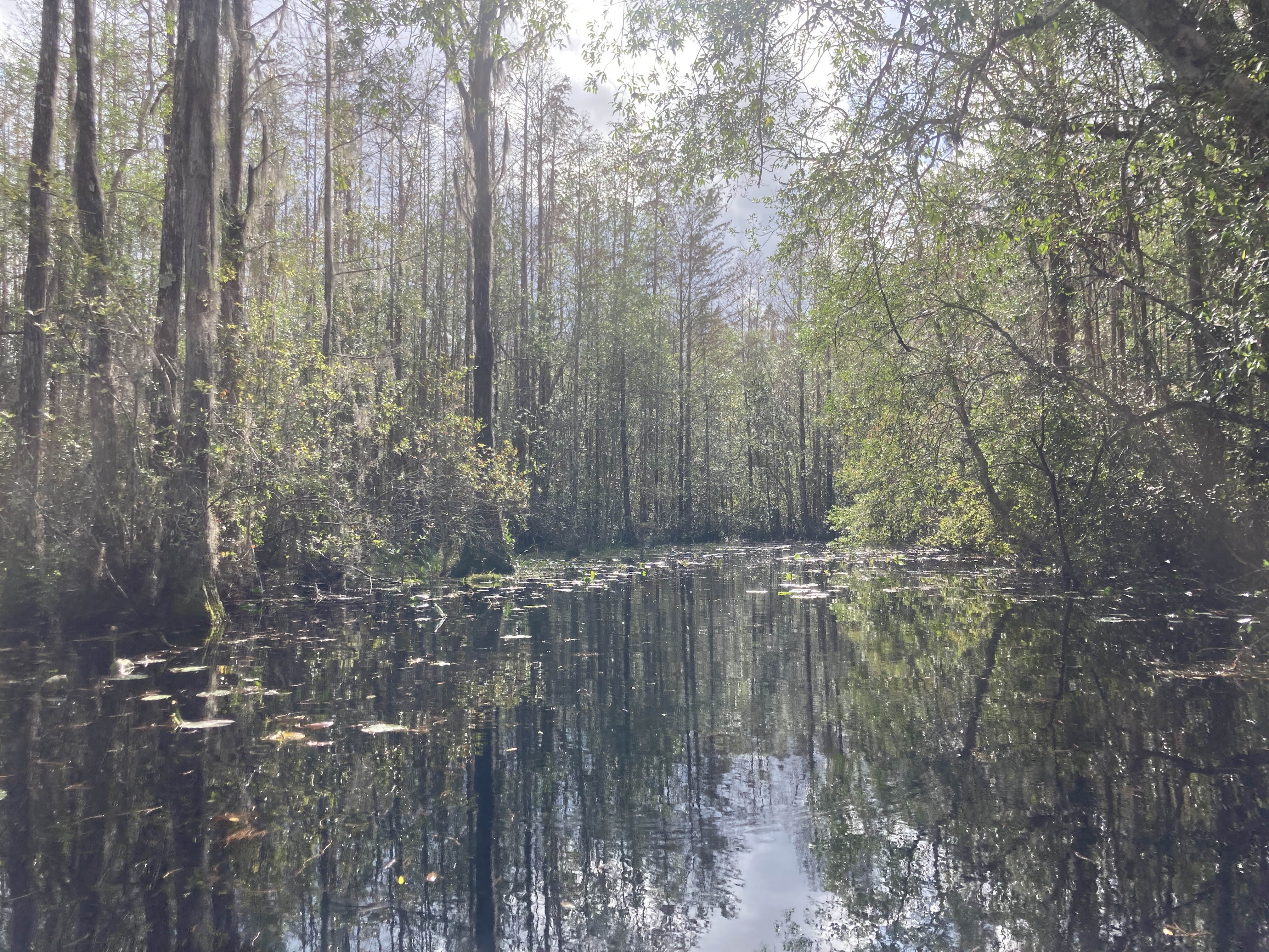 Lily pads leading the way --Gretchen Quarterman, 2024:11:10 13:19:25