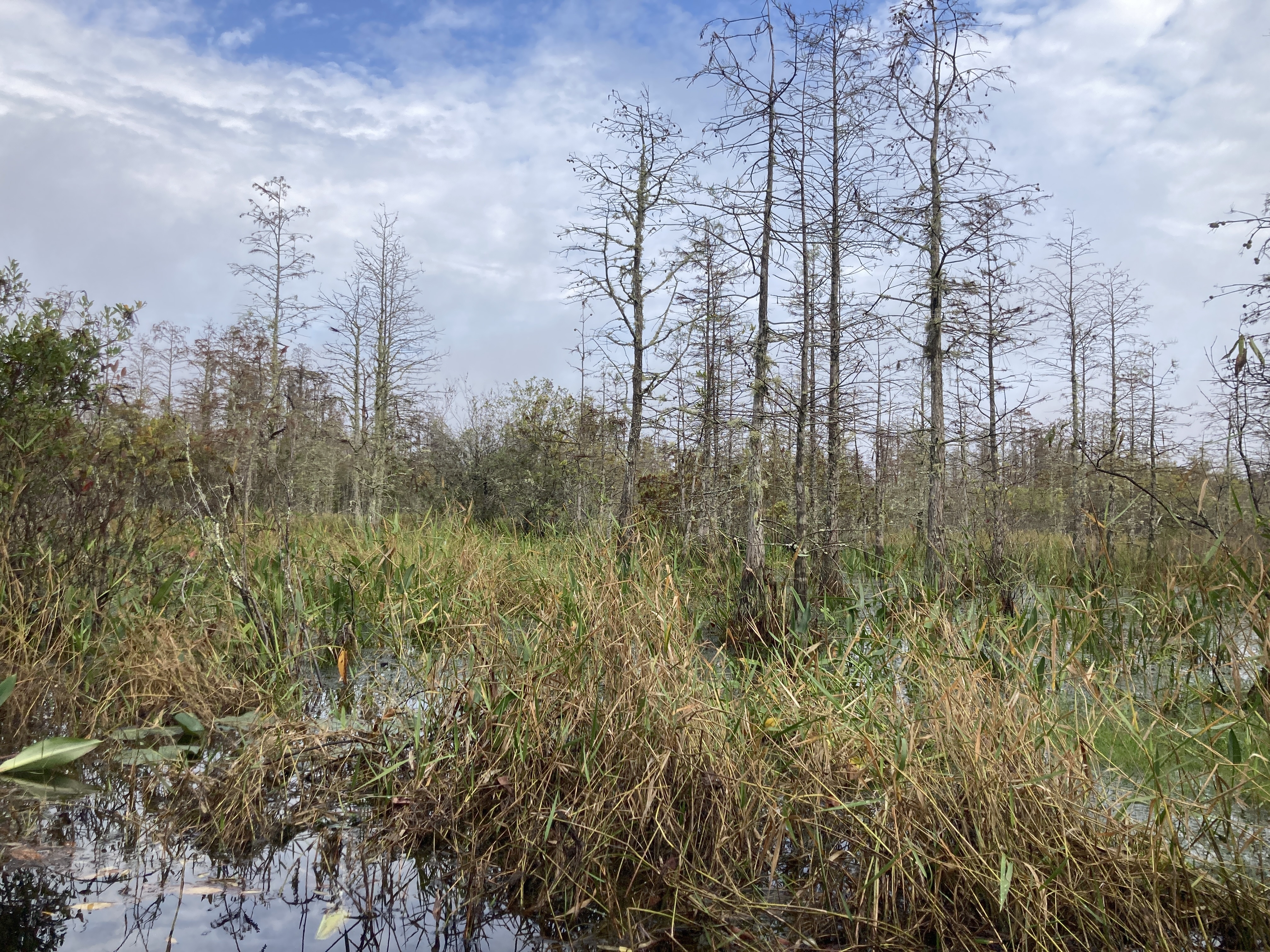 Slough full of alligators --Gretchen Quarterman, 2024:11:11 09:19:48, 30.8747056, -82.2841417