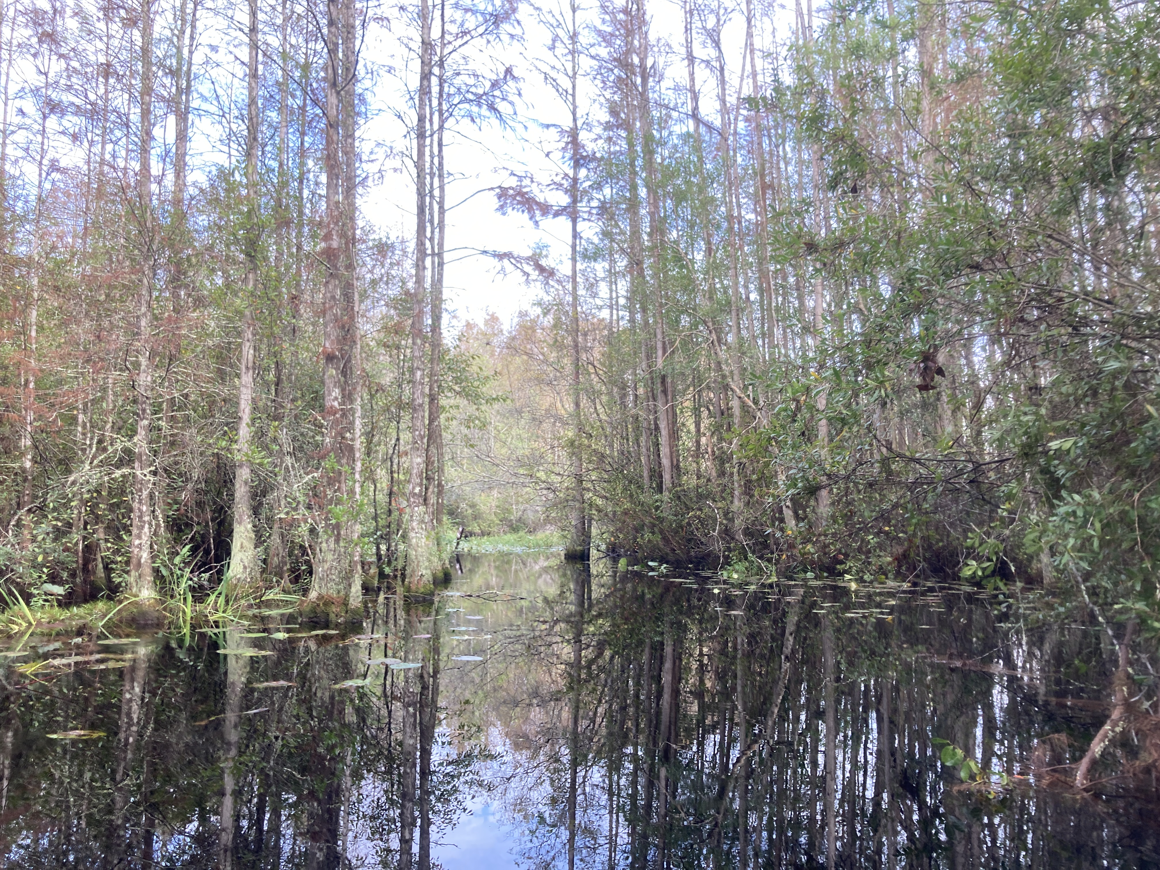 Middle Fork Suwannee River from the trail to Floyds Island --Gretchen Quarterman, 2024:11:11 09:52:52, 30.8752417, -82.3024139