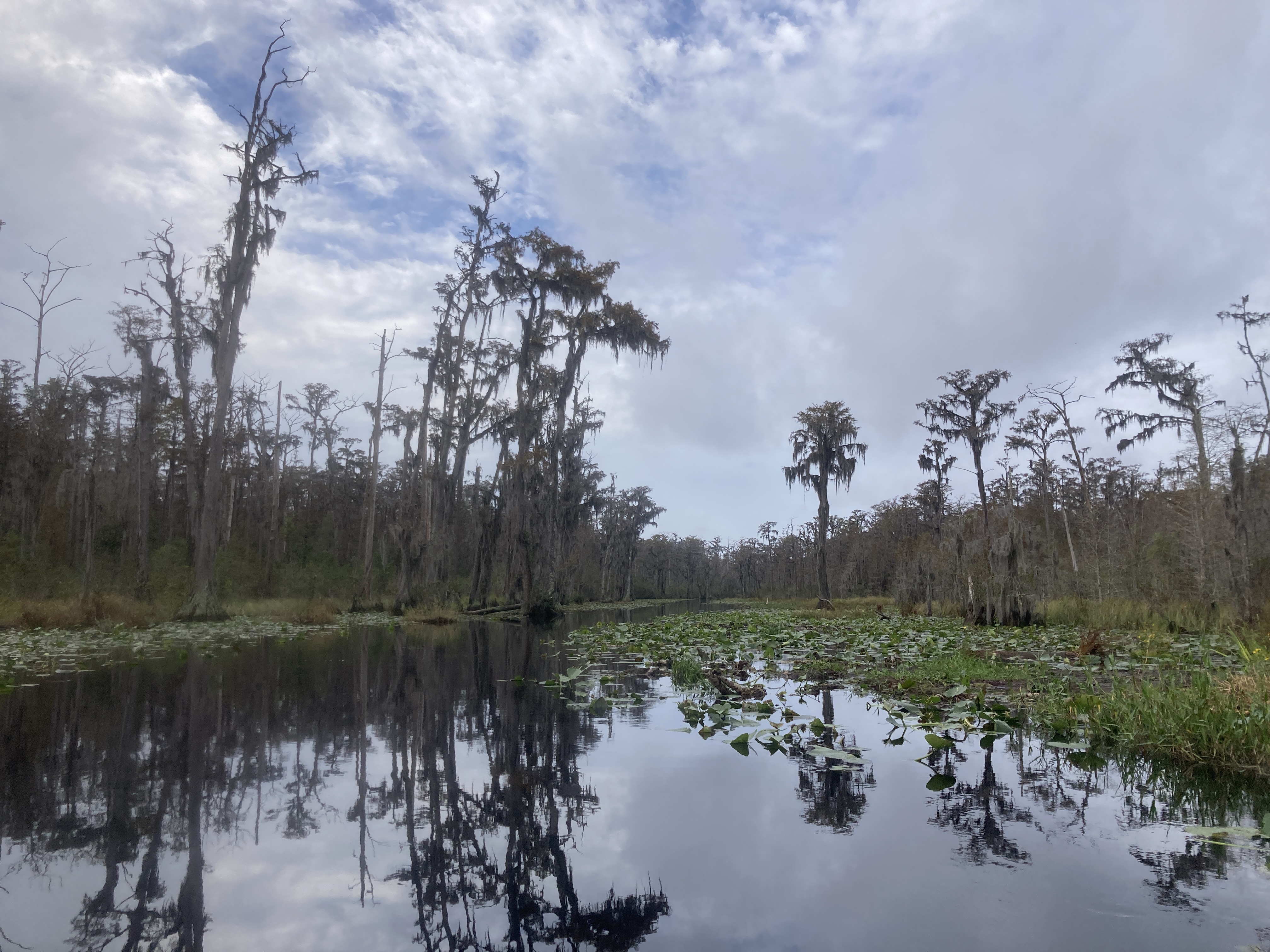 Minnies Lake --Gretchen Quarterman, 2024:11:11 10:24:43, 30.8657778, -82.3175139