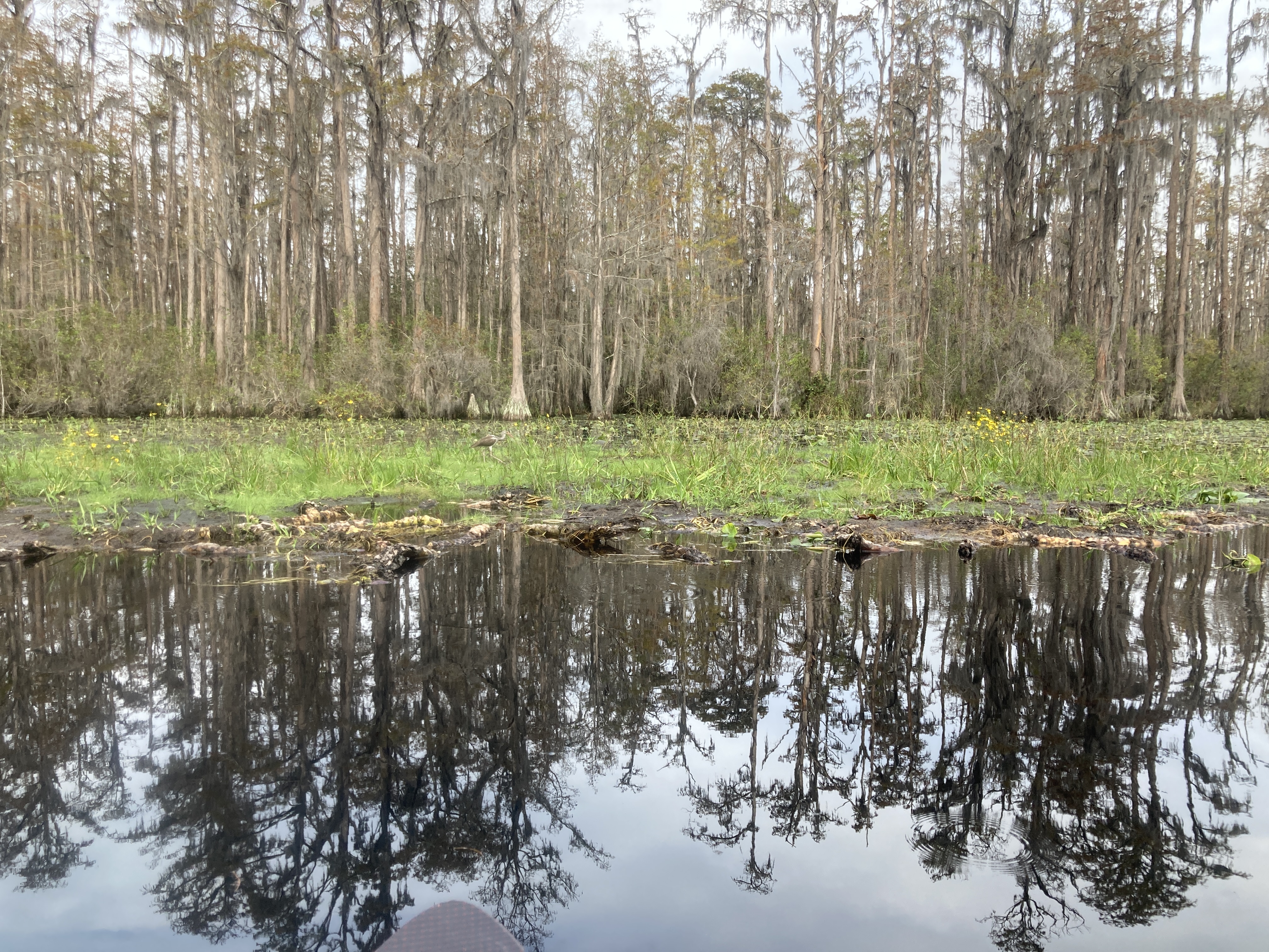 Walking limpkin --Gretchen Quarterman, 2024:11:11 10:28:33, 30.8645667, -82.3194972