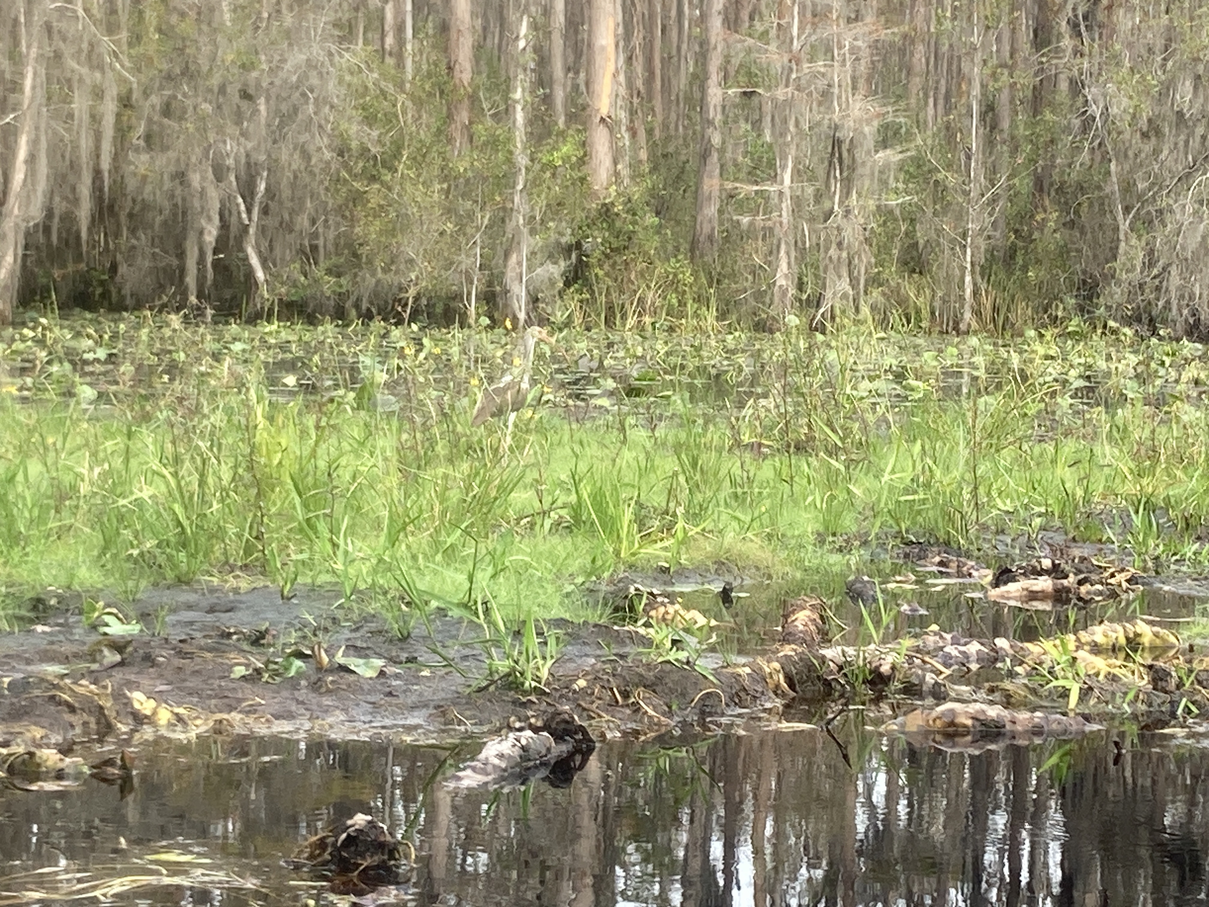 Still limpkin --Gretchen Quarterman, 2024:11:11 10:28:38, 30.8642500, -82.3196472