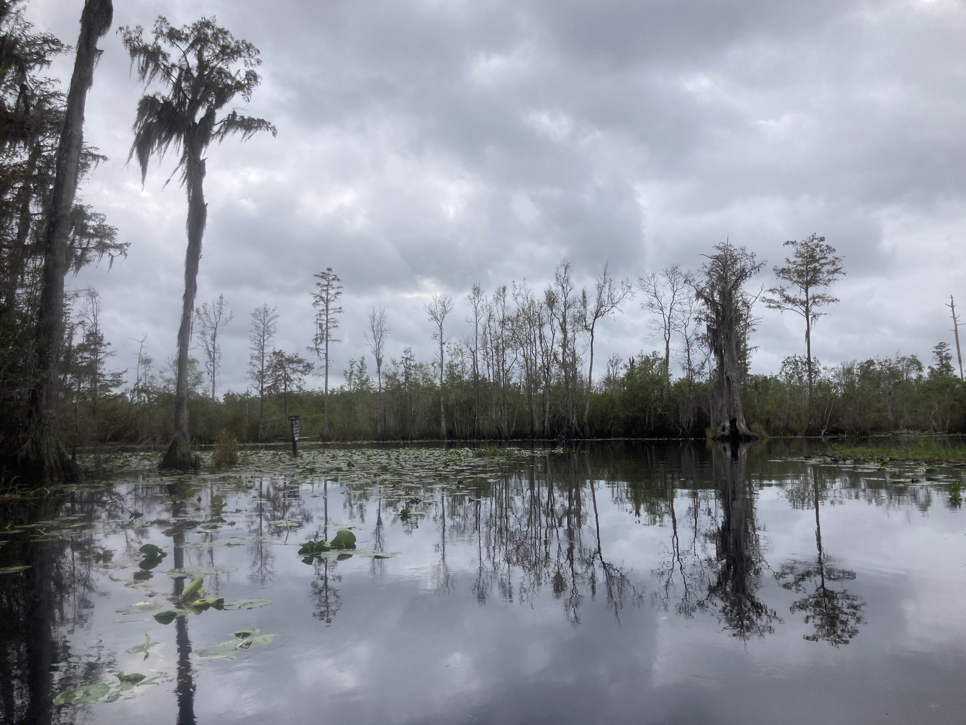 Back to the Suwannee River --Gretchen Quarterman, 2024:11:11 11:27:56, 30.8351111, -82.3431472