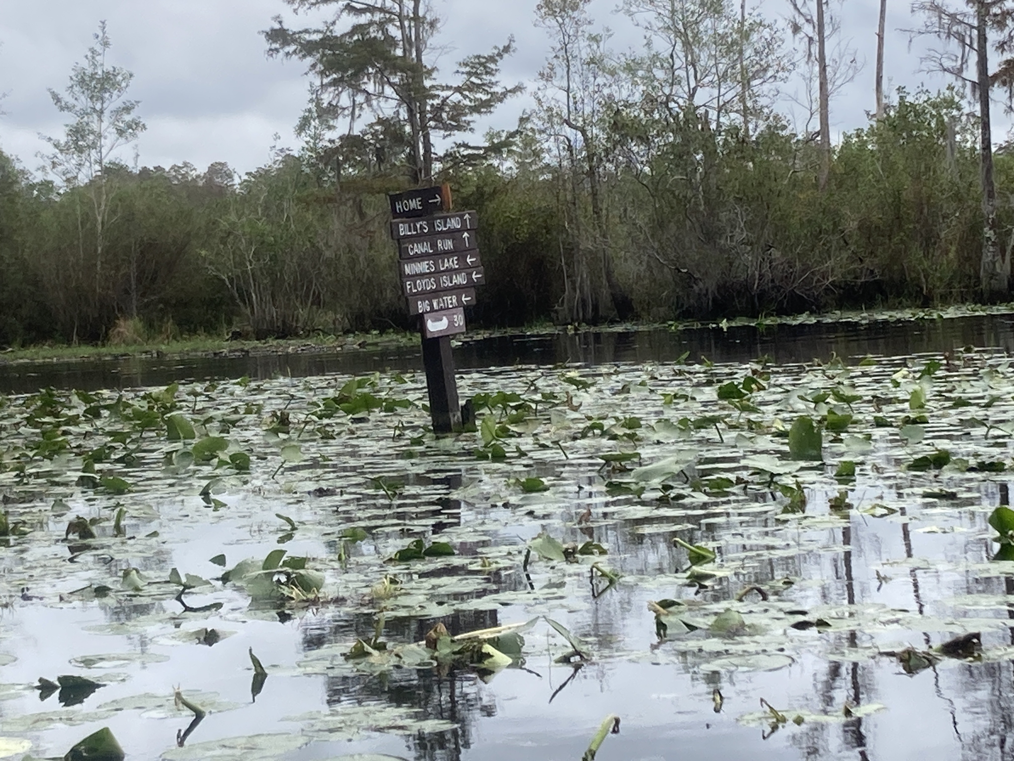 Home to the right --Gretchen Quarterman, downstream on the Suwannee River, 2024:11:11 11:28:12, 30.8349889, -82.3431167