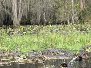 [Gator just beyond the grass --Gretchen Quarterman, 2024:11:10 12:35:00, 30.8642361, -82.3196639]