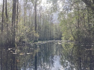 [Lily pads leading the way --Gretchen Quarterman, 2024:11:10 13:19:25]