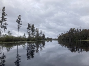 [Suwannee River --Gretchen Quarterman, 2024:11:11 11:34:54, 30.8348944, -82.3483972]