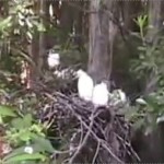 600x254 Nest, in Stills from Video, by Bret Wagenhorst, May 2009