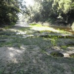 960x720 exposed bream beds near where we turned back; never did find where the water ended, in Alapaha, by Bret Wagenhorst, for WWALS.net, 1 September 2014