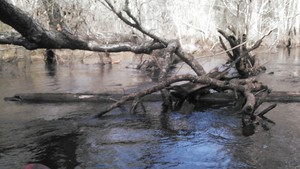 300x169 Logs, in Alapaha deadfalls, by John S. Quarterman, for WWALS.net, 17 January 2015