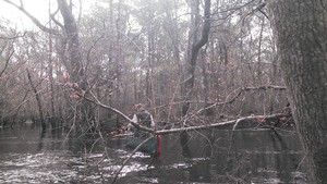 300x169 Bret and the red maples, in Alapaha deadfalls, by John S. Quarterman, for WWALS.net, 17 January 2015