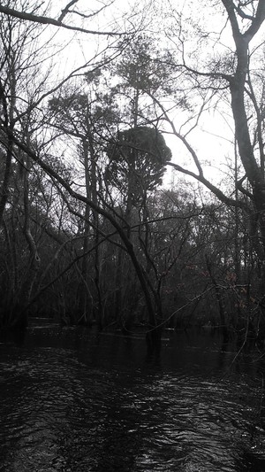 300x533 Odd bushy pine, in Alapaha deadfalls, by John S. Quarterman, for WWALS.net, 17 January 2015