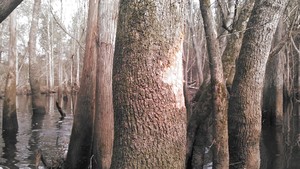 300x169 Beaver bite, in Alapaha deadfalls, by John S. Quarterman, for WWALS.net, 17 January 2015