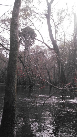 300x533 Red maple blooms and odd bushy pine, in Alapaha deadfalls, by John S. Quarterman, for WWALS.net, 17 January 2015