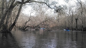 300x169 Horizontal, in Alapaha deadfalls, by John S. Quarterman, for WWALS.net, 17 January 2015