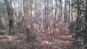 300x169 Slope to the river, in Alapaha deadfalls, by John S. Quarterman, for WWALS.net, 17 January 2015