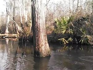 300x225 Movie: Palmettos (2.1M), in Alapaha deadfalls, by John S. Quarterman, for WWALS.net, 17 January 2015