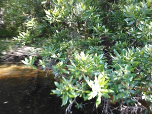 300x225 Wax myrtle, in BIG Little River Paddle Race, by John S. Quarterman, for WWALS.net, 16 May 2015