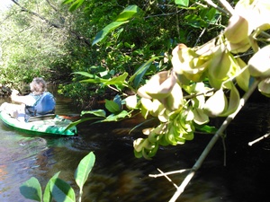 300x225 Leaves like flowers, in BIG Little River Paddle Race, by John S. Quarterman, for WWALS.net, 16 May 2015