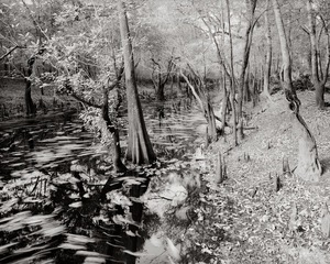 Cypress shoreline