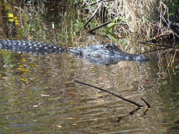 Alligator