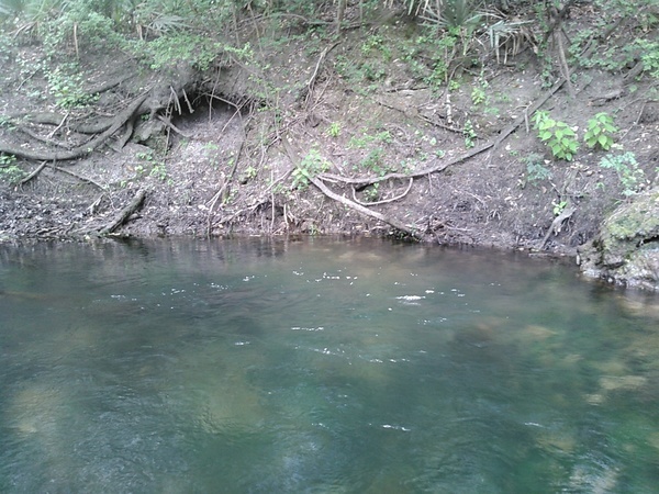 Arnold Springs