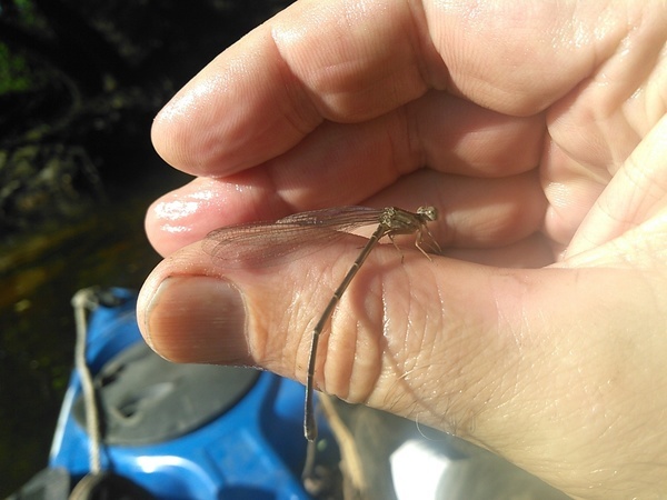 Dragonfly