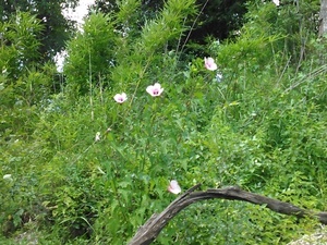 Hibiscus laevis All. 30.6405849, -83.3187485