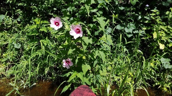 Swamp mallow closeup,