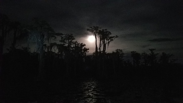 Full moon cypress, Banks Lake