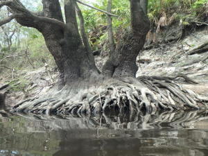 Tree roots 30.9325800, -83.0353750