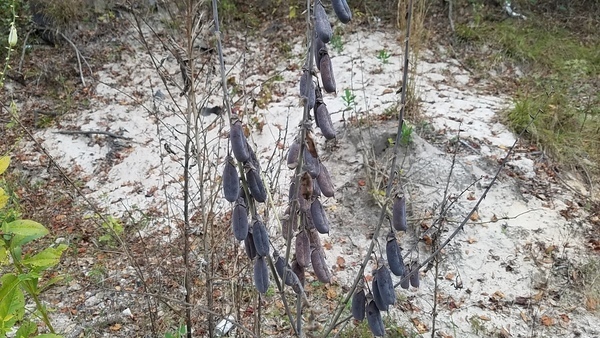 Crotalaria spectabilis Roth, 14:15:18,, Rattlebox