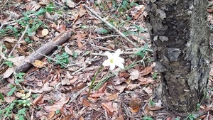 A spring flower blooming in a cold November, 14:07:57,, Flower and road 30.7900038, -83.4585197