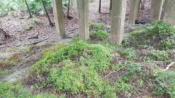 Japanese climbing fern, 13:28:39,, Upwards