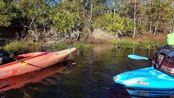 Little gator on the shore, 09:43:42,, Starting