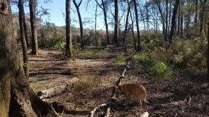 Yellow dog in flood plain, On shore