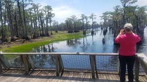 Grass starting to submerge, Boardwalk