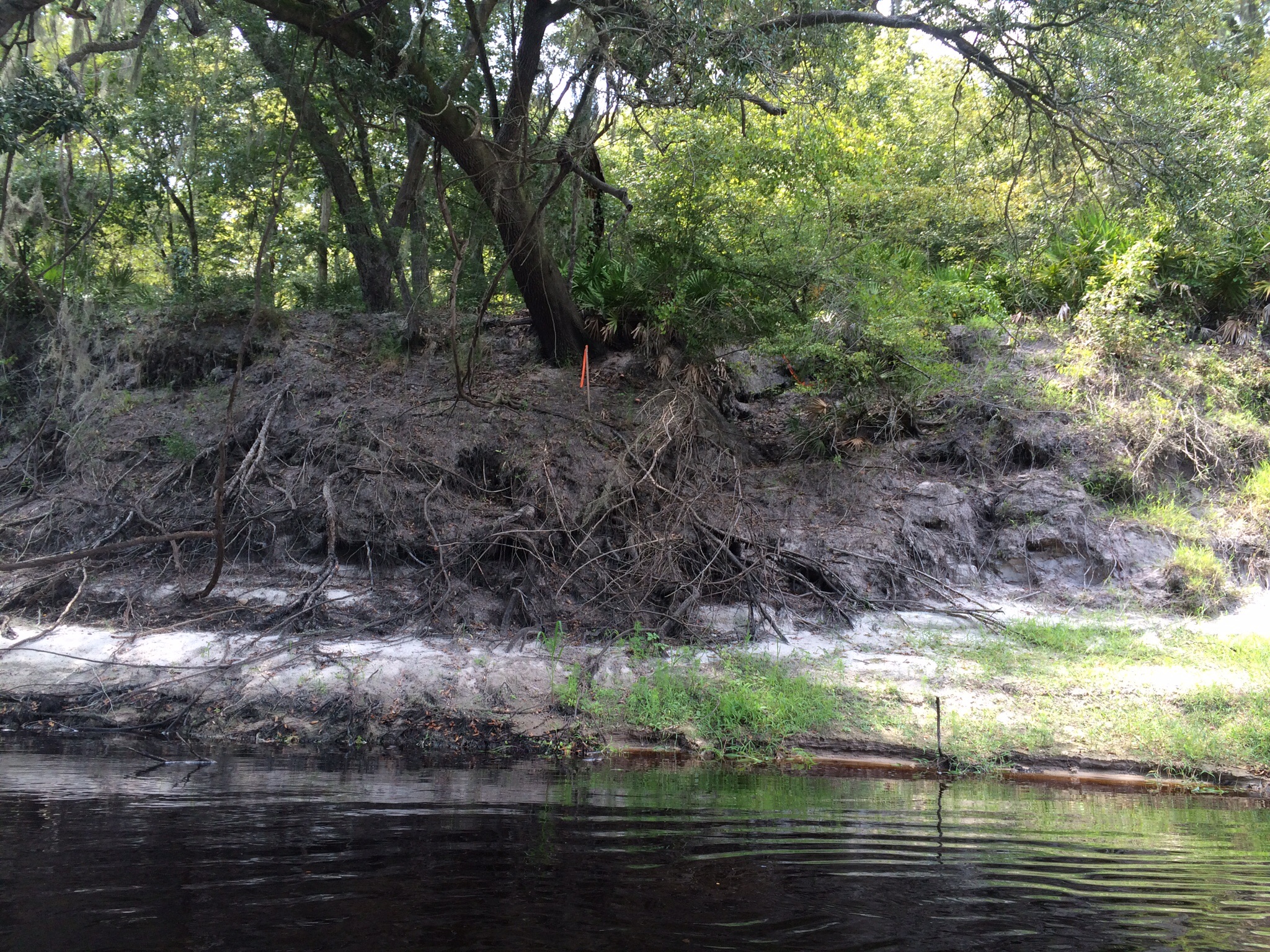 Alapaha River Rise WWALS Watershed Coalition (WWALS) is Suwannee